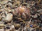 Echinocactus horizonthalonius RUS 561 Las Escobas,Chihuahua