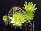 Echinocereus viridiflorus minor SB 170