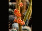 Hildewintera aureispina 