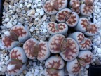 Lithops karasmontana "mickbergensis" C 168 