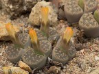 Lithops lesliei C 032