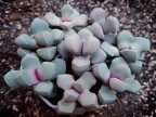 Lapidaria margaretae