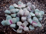 Купить семена Lapidaria