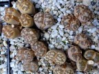 Lithops dorotheae