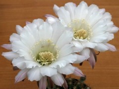 Echinopsis hybrid 'Elegant Lady' 