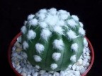 Echinopsis subdenudata cv.Fuzzy Navel