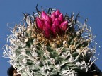 Turbinicarpus alonsoi RUS 460 Mexicó, Guanajuato, Xichu