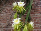 Hylocereus undatus