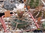 Gymnocalycium armatum HTH 105 El Paicho, Tarija