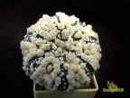  Astrophytum asterias 'HANAZONO' 