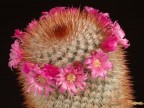 Mammillaria crassior R761