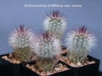 Echinocereus viridiflorus  v.canus