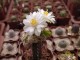 Mammillaria theresae f.albiflora