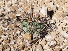 Coryphantha valida RUS-405,  Zacatecas (Estacion Camacho)