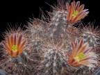 Echinocereus mapimiensis