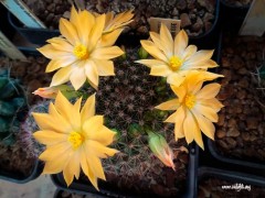 Dolichothele (Mammillaria) balsasoides