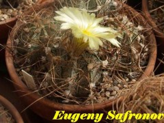 Astrophytum crassispinoides