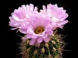 Купить семена Acanthocalycium