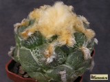 Купить семена Ariocarpus