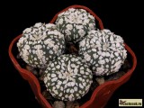 Купить кактус Astrophytum