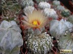 Astrophytum hybr. CAPASK 