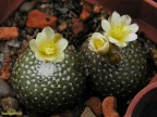 Blossfeldia liliputana - WR 717