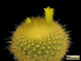 Купить семена Brasilicactus