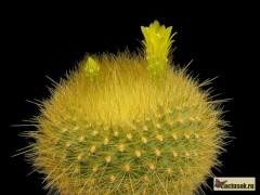 Brasilicactus graessneri