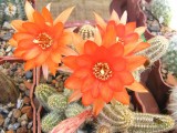 Купить семена Chamaecereus