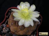 Купить семена Copiapoa