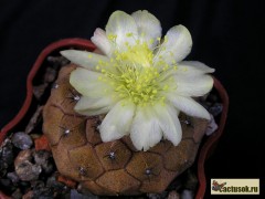 Copiapoa hypogaea KK 88 Chaňaral Ch