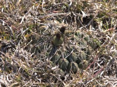 Coryphantha cornifera RUS-329, El Cabo-Tolantongo, Hidalgo