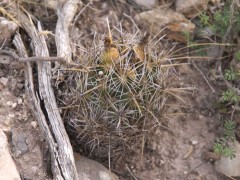 Coryphantha obscura RUS-341,  El Charro, NL