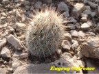 Coryphantha werdermannii, Coahuilla, El Hundido  RUS-035