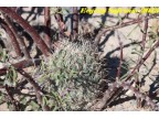 Coryphantha difficilis,  Coahuilla, Viesca  RUS-400