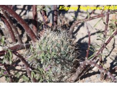 Coryphantha difficilis,  Coahuilla, Viesca  RUS-400