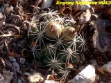 Купить семена Coryphantha