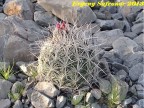 Coryphantha macromeris,  Durango, Las Laborcitas RUS-399