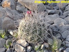 Coryphantha macromeris,  Durango, Las Laborcitas RUS-399 (Lepidocoryphantha )