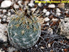 Coryphantha echinoidea, SLPotosi, El Huizache RUS-044