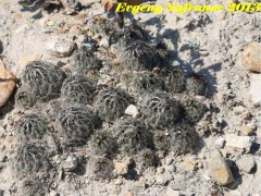 Coryphantha spec. Nuevo Leon, La Mina RUS-080