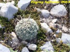 Coryphantha salinensis, Coahuilla, La Paloma RUS-354