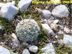 Coryphantha salinensis, Coahuilla, La Paloma RUS-354