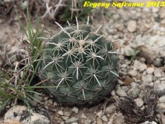 Coryphantha salinensis, Nuevo  Leon, Villaldama RUS-385