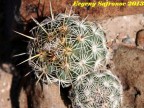 Coryphantha echinoidea, SLPotosi,  La Cardoncita  RUS-411