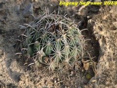 Coryphantha delicata, Tamaulipas, Tula RUS-361 