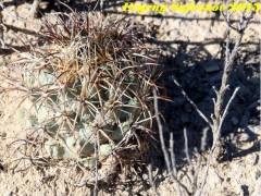 Coryphantha difficilis, Coahuilla,  La Escontida  RUS-401