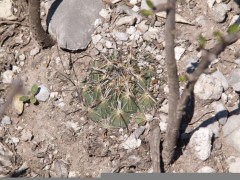 Coryphantha cornifera RUS-073, Panalis, Hidalgo