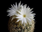 Discocactus araneispinus  