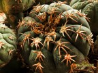 Gymnocalycium spegazzinii v. unguispinum 